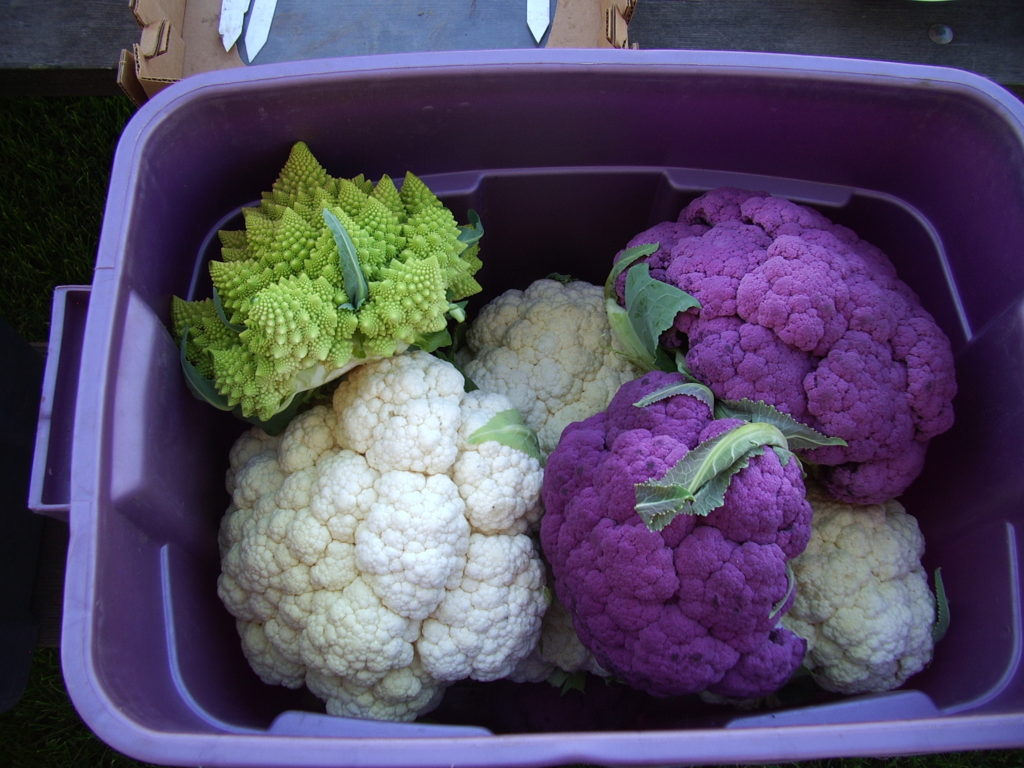 Tote of multiple varieties of cauliflower.