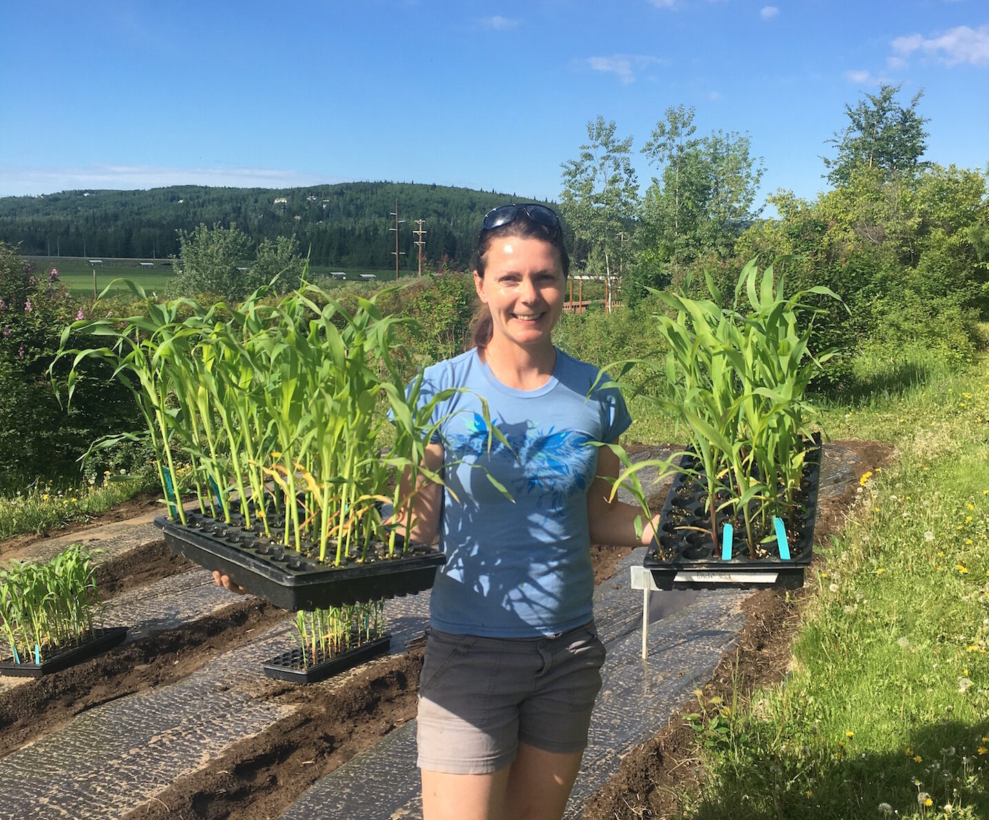 Heidi Rader hold two flats of corn seedlings and prepares to plant seedlings in a prepared garden bed with bright blue sky in the background.