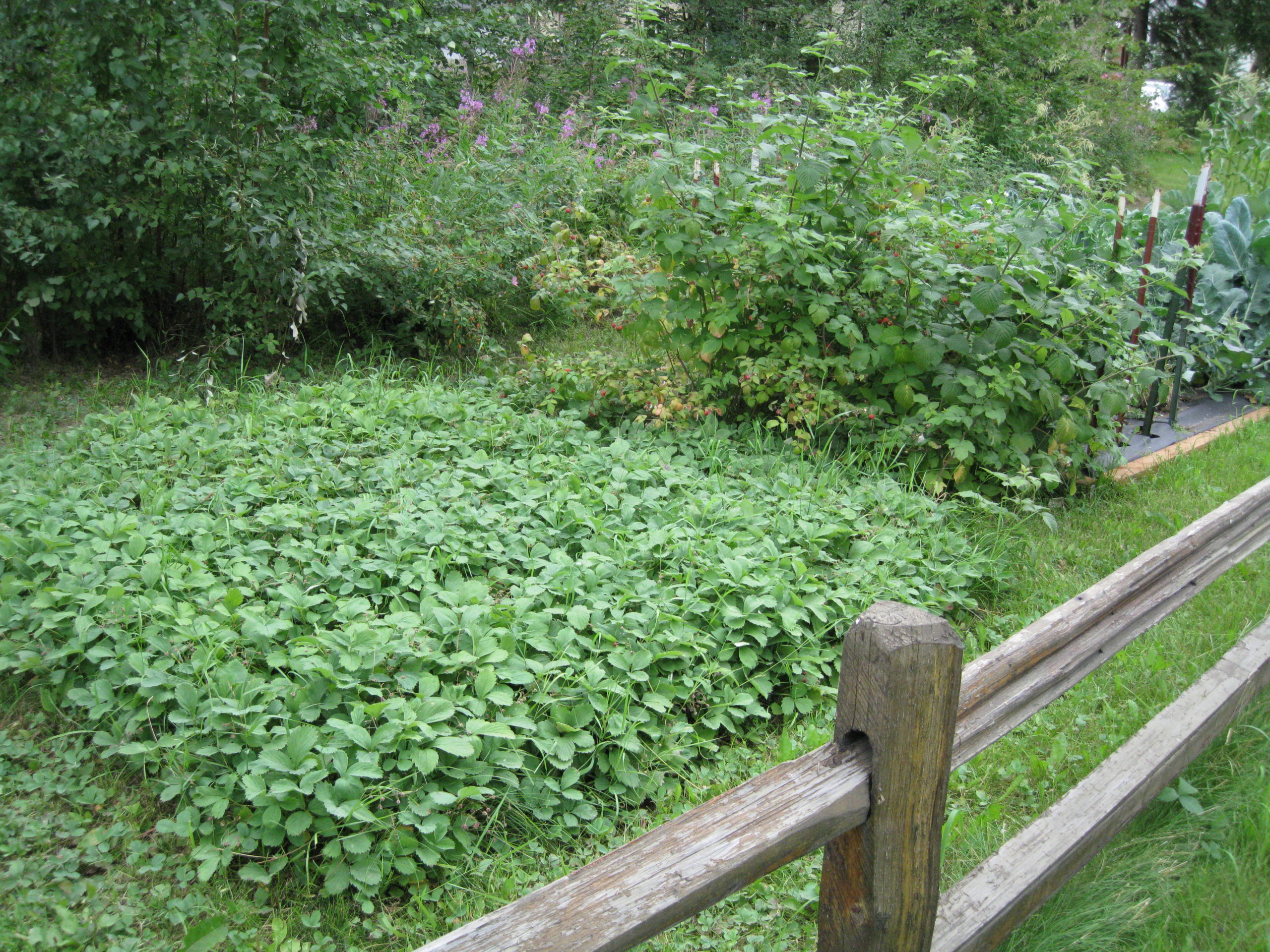 Garden plot of perennial strawberries and raspberries