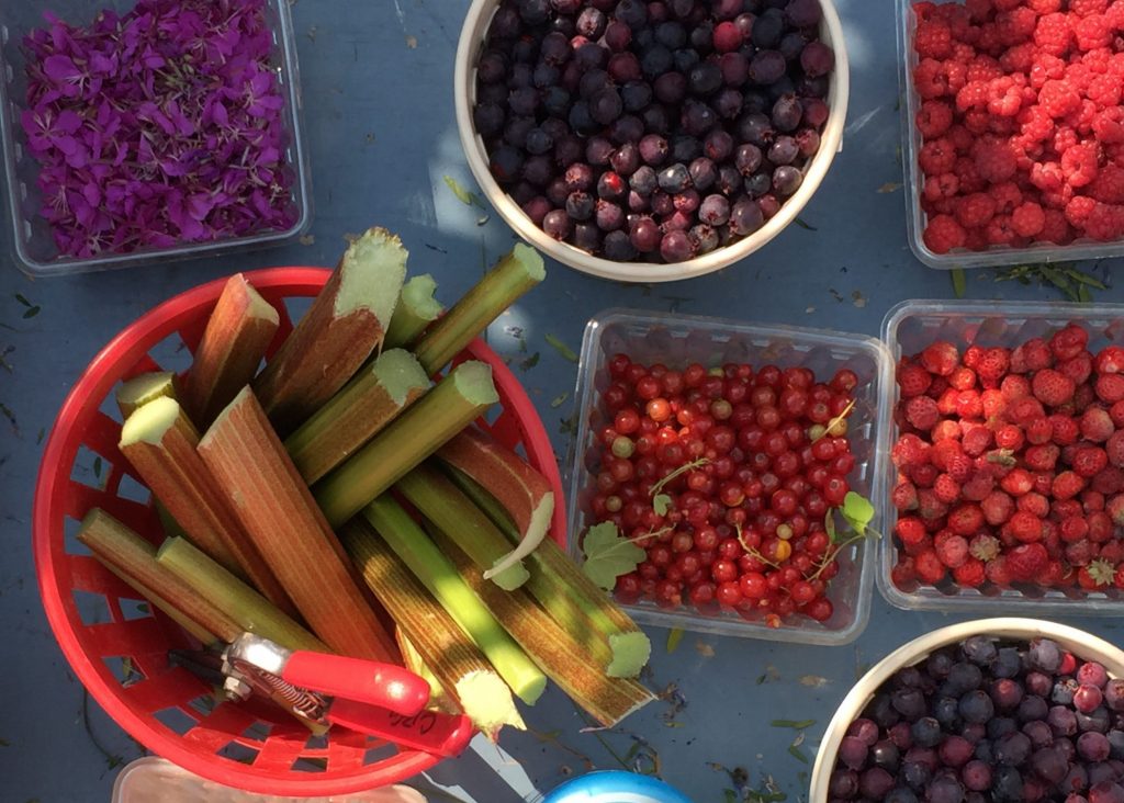 Containers of Raspberries, strawberries, saskatoons, currants and rhubarb harvested in late summer.