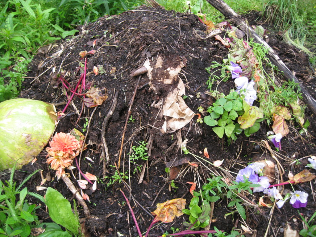 A compost pile that has recently been turned and shows both nearly-composed material as well as new kitchen scraps. 