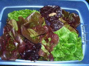 This is fresh lettuce I grew in Fairbanks.