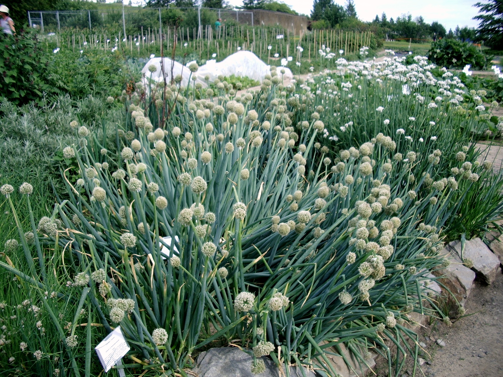 Siberian Onions growing in the Georgeson Botanical Garden in Fairbanks, Alaska.