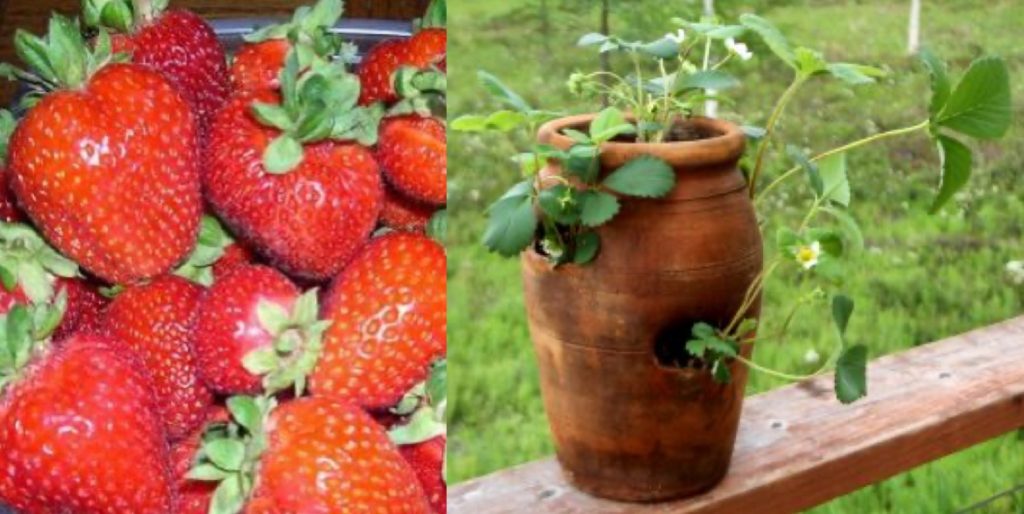 Left, photo of ripe strawberries harvested. Right, photo of strawberry plants with flowers growing in a teracotta pot.