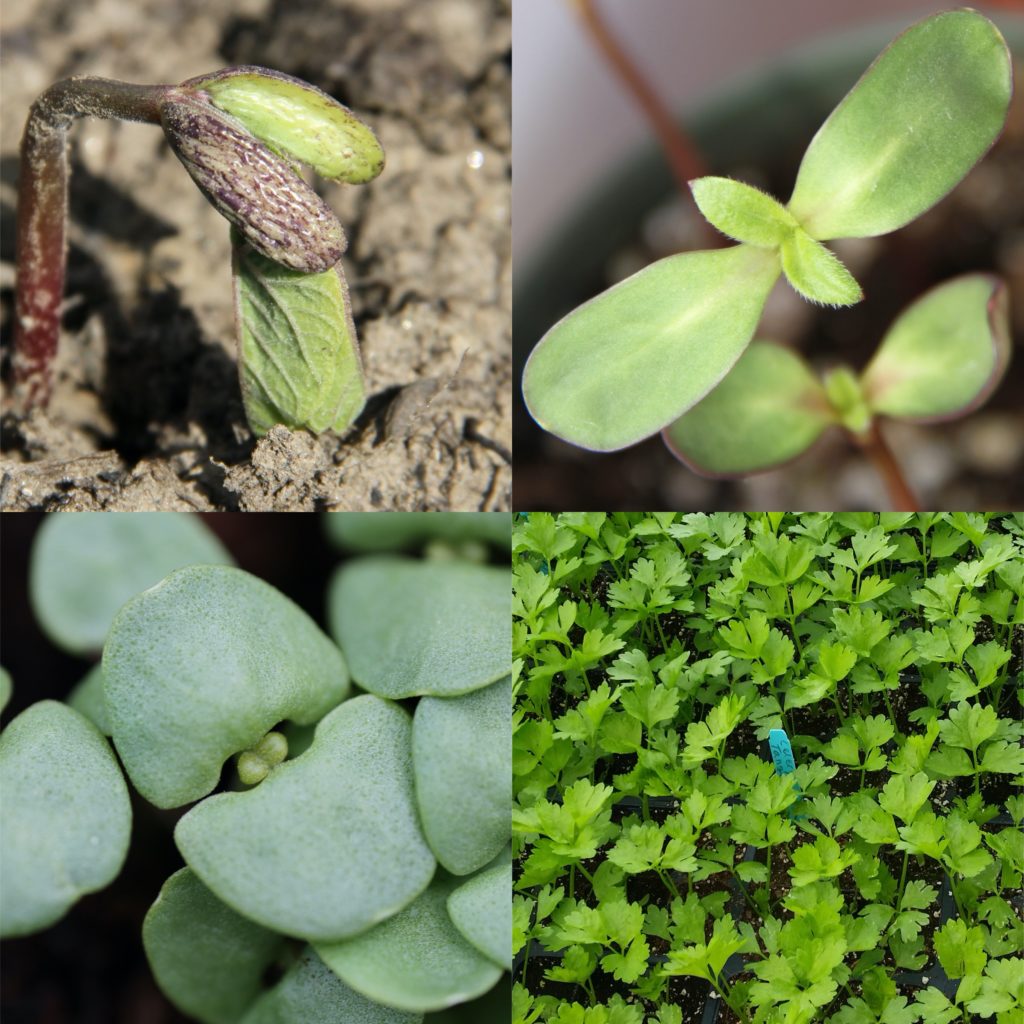 four pictures of emerging seeds and seedlings