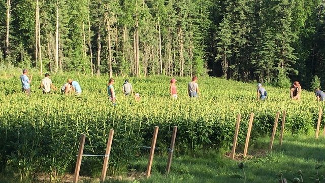About a dozen people in a field of peonies that have not bloomed yet.