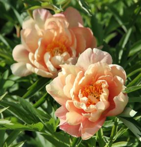 coral charm peony in bloom, peach colored