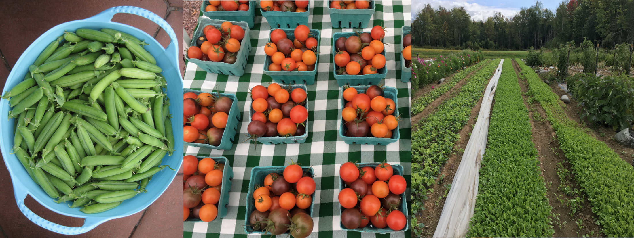 Banner showing freshly picked peas in a basket, fresh cherry tomatoes on a farmers market table and rows of baby salad greens in the field.