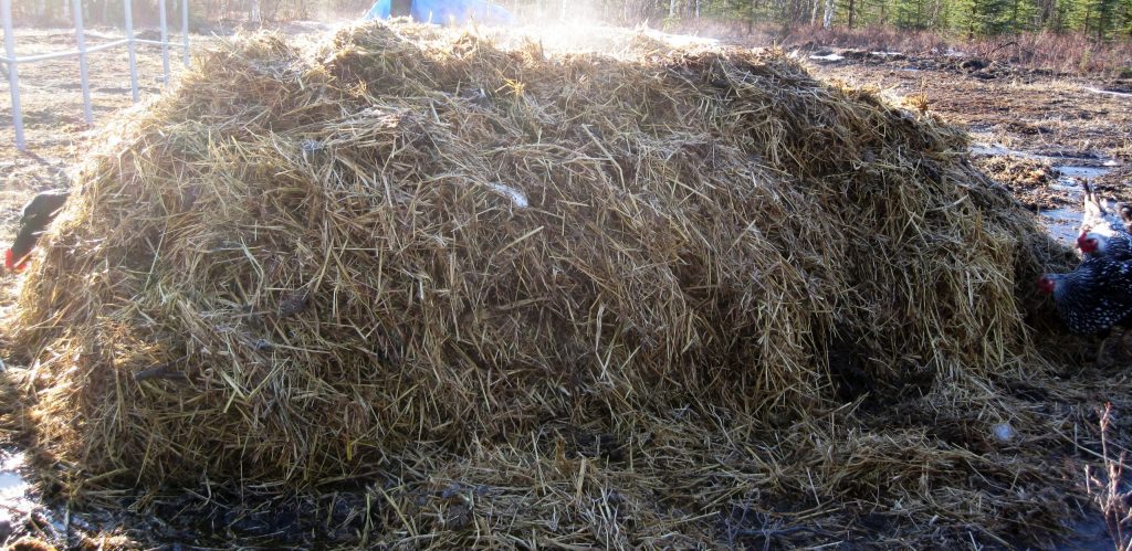 A large compost pile is heating up to 160 degreed Fand steam is riding off of it.