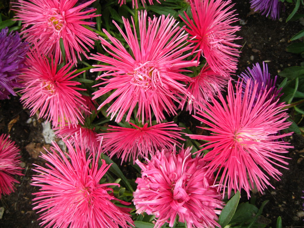 several pink chinese asters fill the screen