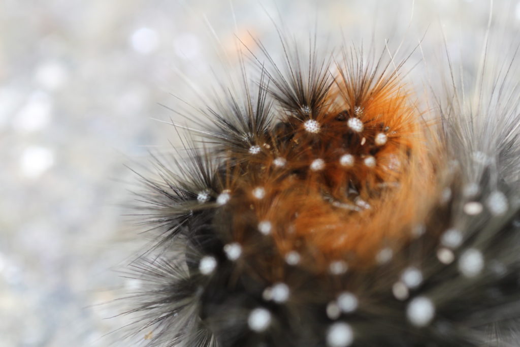 Closeup of a tufted caterpillar