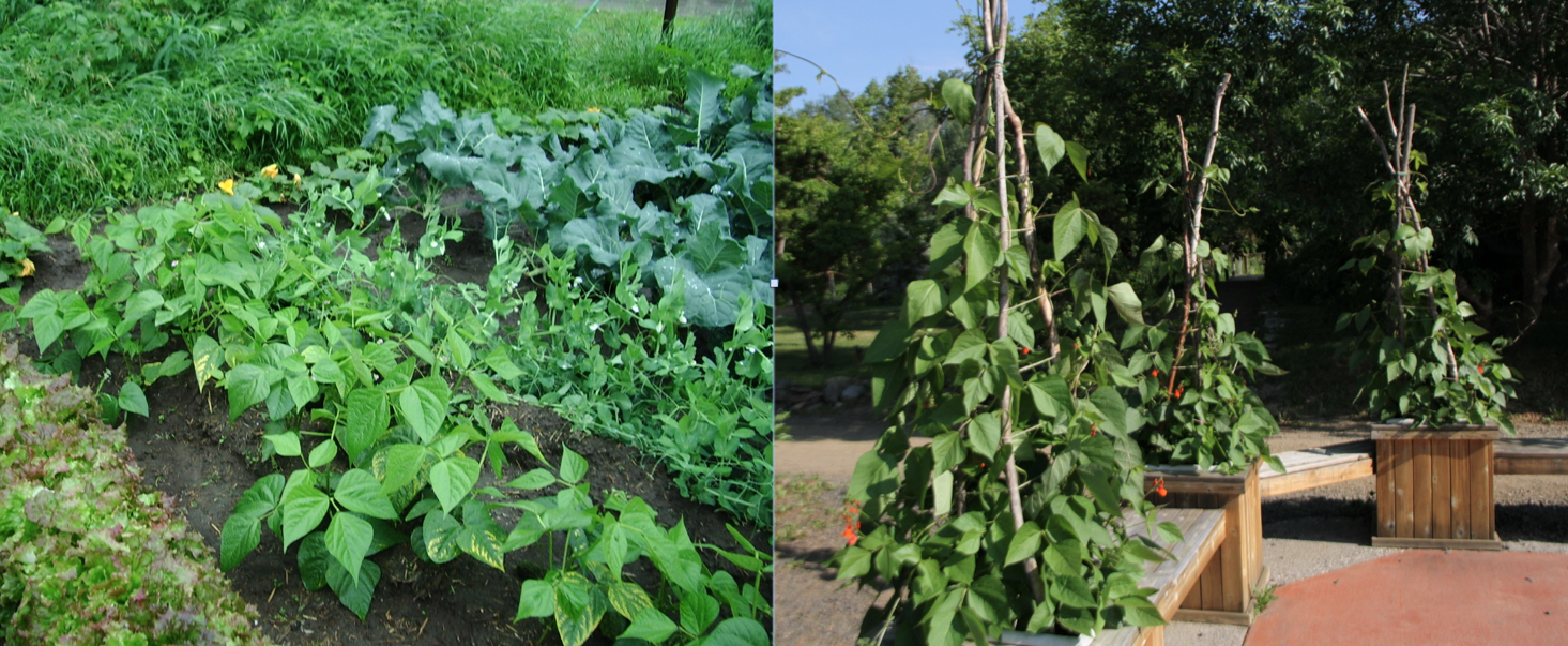 Two photos showing different ways to grow different kinds of beans. One depicts Scarlet Runner Beans trellised with sticks and twine. The second shows beans growing in a vegetable garden with broccoli and lettuce.