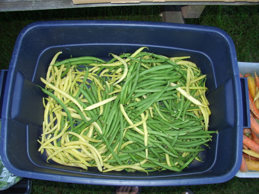 Fresh-harvested green and yellow wax beans in a large tote.