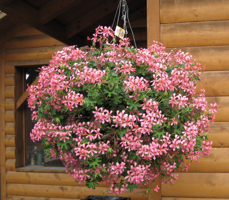 hanging basket filled with pink, ivy leaved geraniums