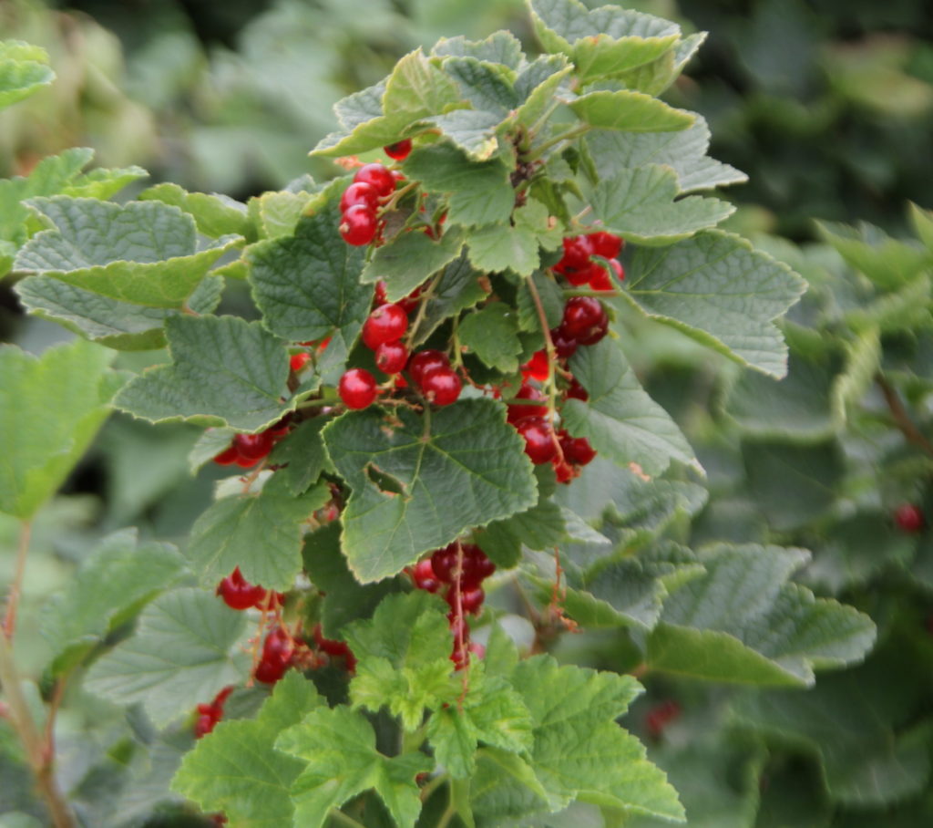 red currants growing on a bush