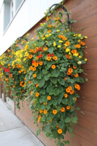 orange and yellow baskets filled with black-eyed susan flowers trailing down