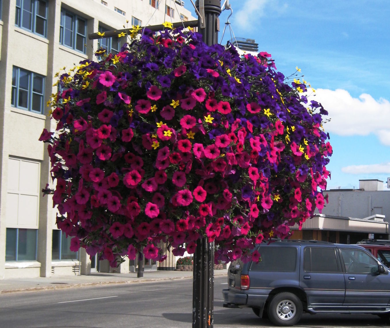 A vibrant hanging basket of purple and pink petunias.