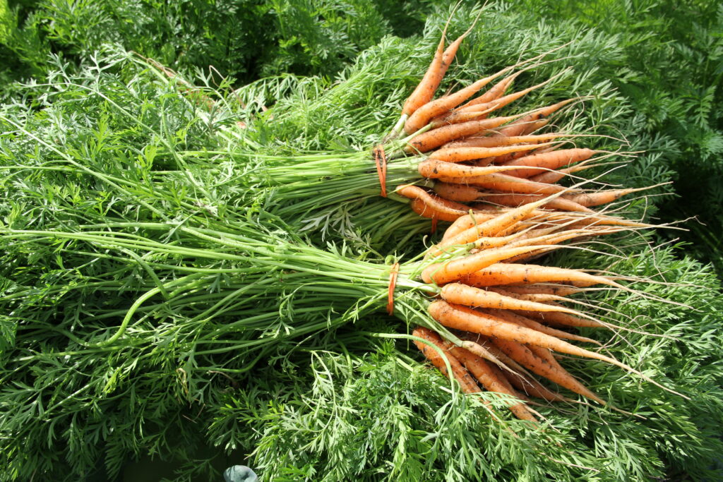 Two bunches of fresh Alaskan carrots