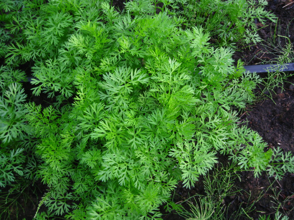 Carrot greens in a bunch