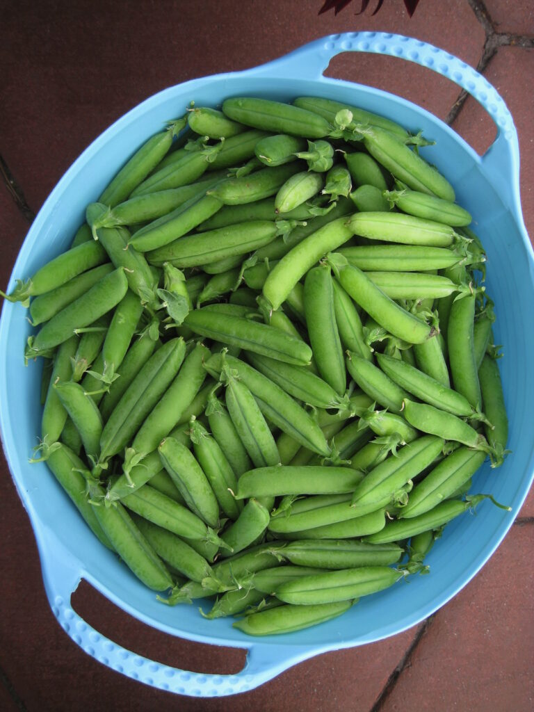 Freshly harvested sugar anne peas in a blue basket