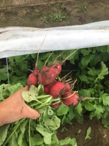 Fresh Harvested Red Radishes being held by research technician.