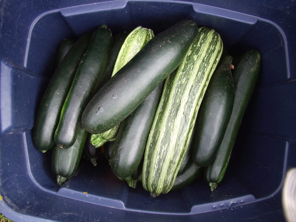 A blue tote full of two kinds of freshly harvested zucchini.