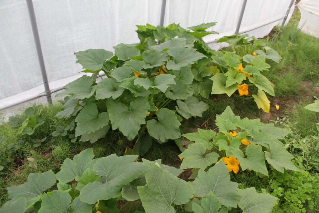 zucchini plants growing in a high tunnel