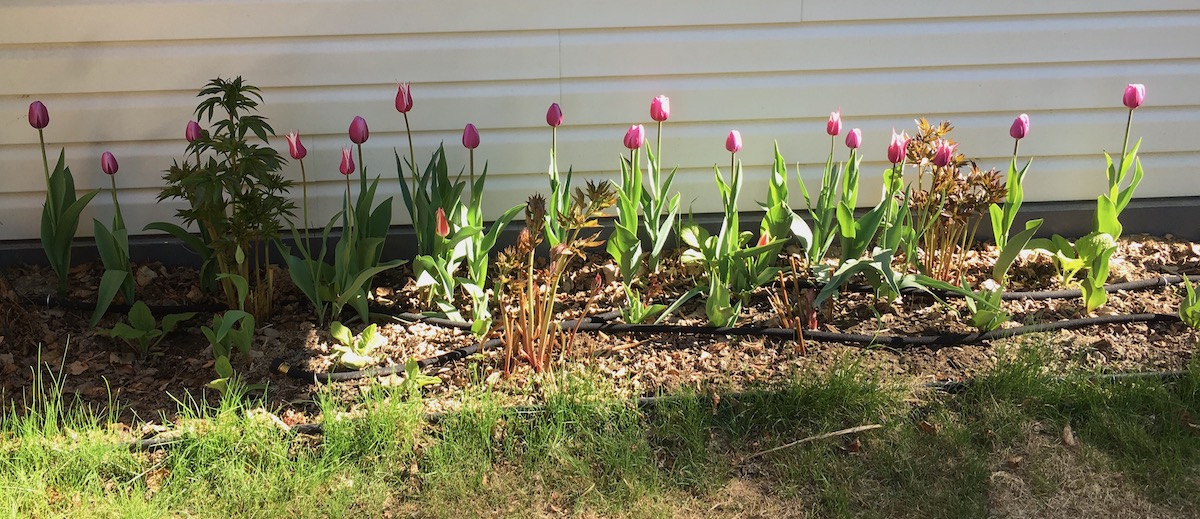 purple tulips blooming in a bed