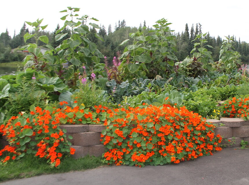 a vibrant garden with orange nasturtiums in front and sunflowers in the back