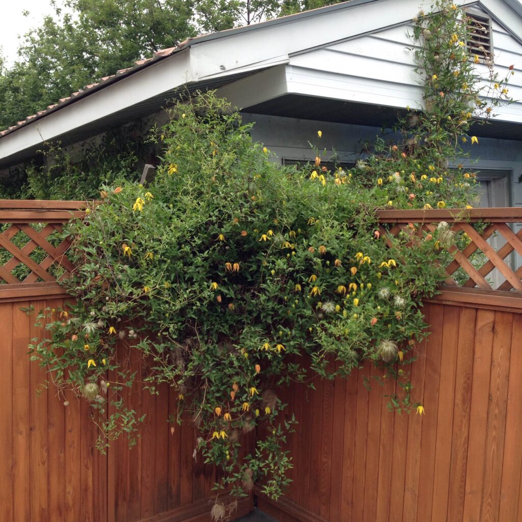a bushy Clematis Tangutica vine on a fence
