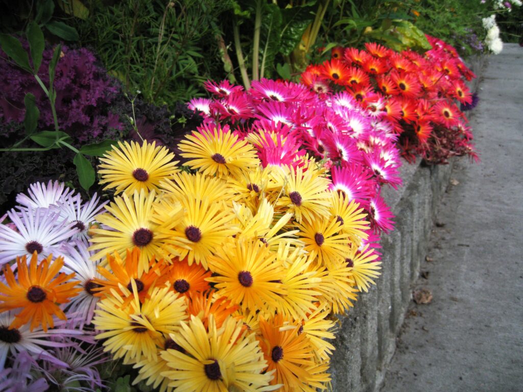 brightly colored daisies