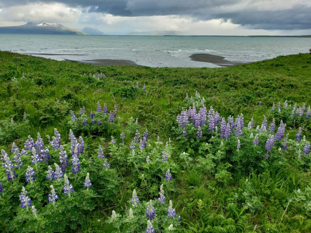 lupine in the foreground, ocean and mountains in the background