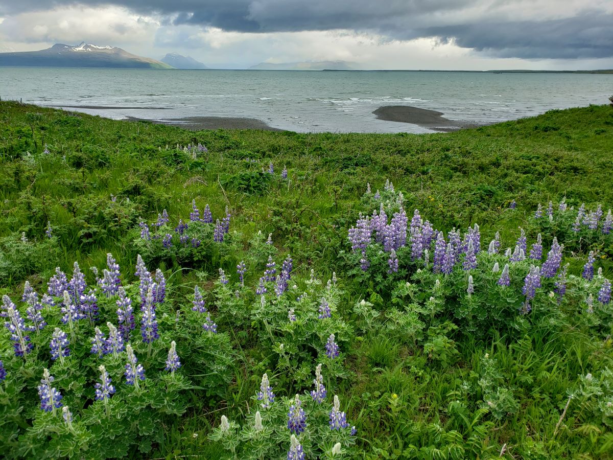 Gardening in the Aleutian Pribilof Island Region of Alaska