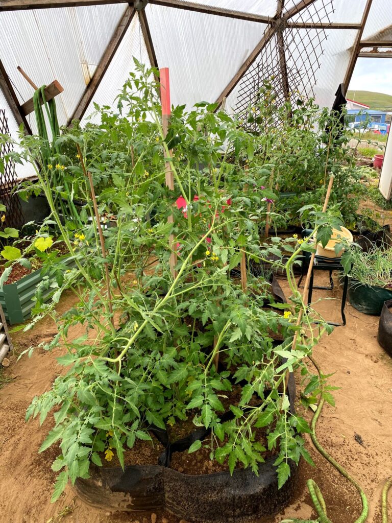 tomato plants