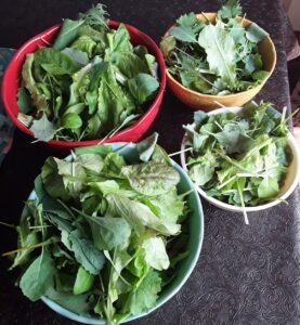 lettuce in bowls