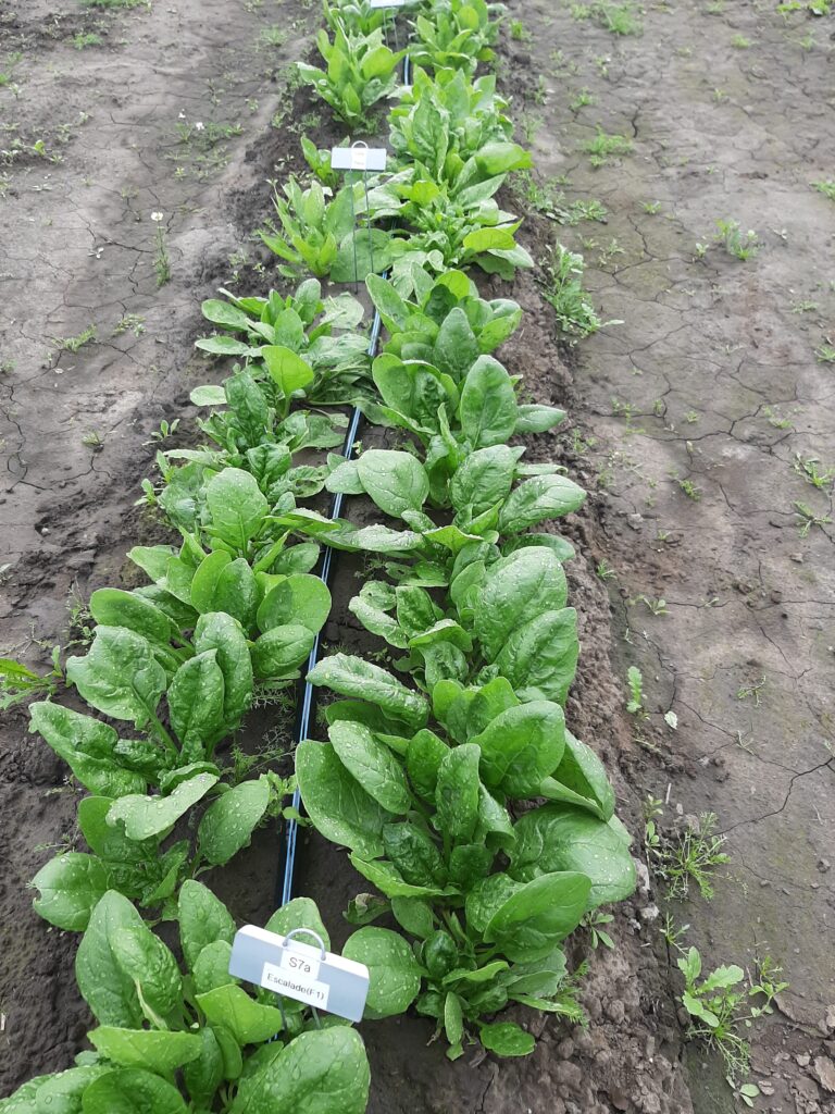 spinach growing in a row