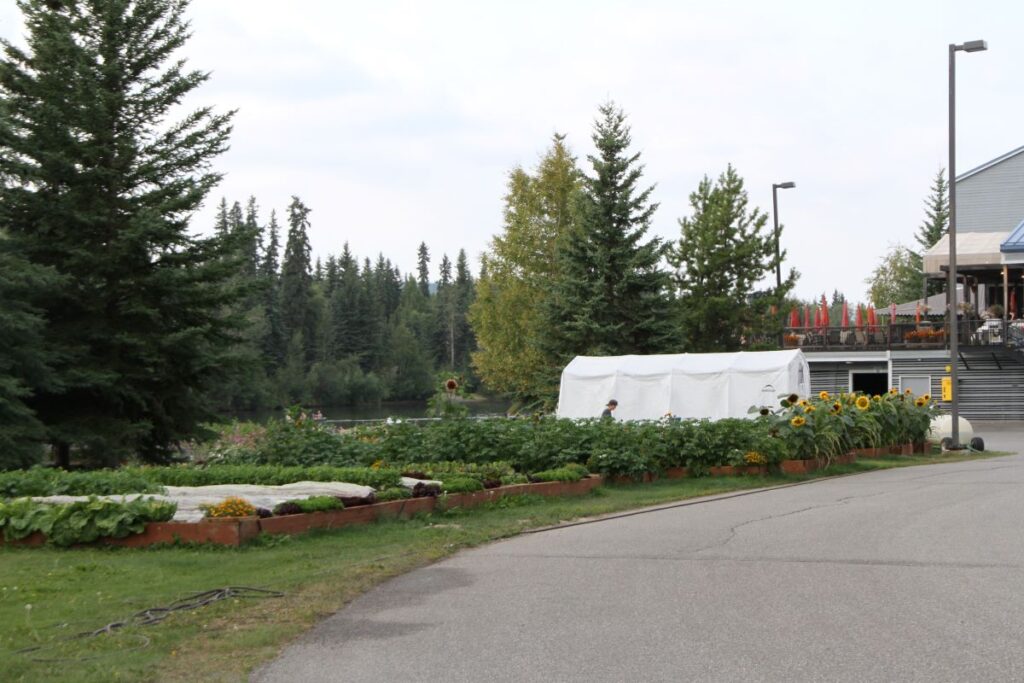 large raised bed garden at princess hotel with shelter logic greenhouse in the background