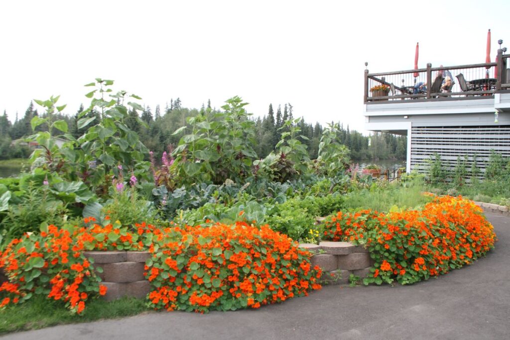 raised bed garden built with paving stones. Sunflowers, vegetables and nasturtiums spill over the side