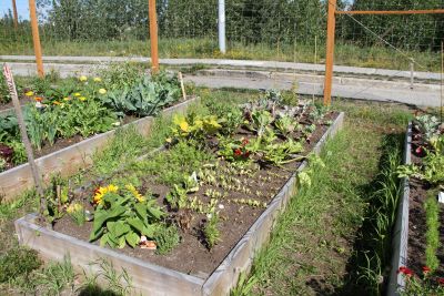 raised bed garden with sunflower and other small plants growing
