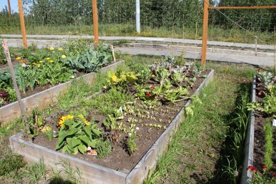 https://itgrowsinalaska.community.uaf.edu/wp-content/uploads/sites/859/2022/05/21-Raised-beds-unproductive-bed.jpg