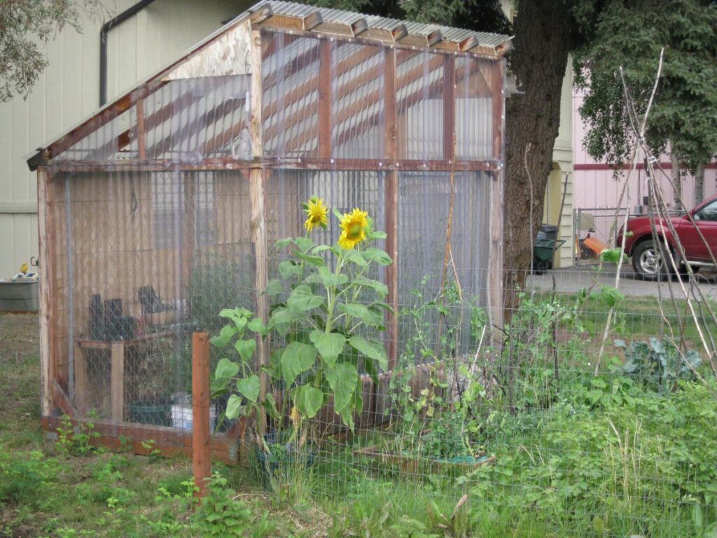 shed roof greenhouse with garden