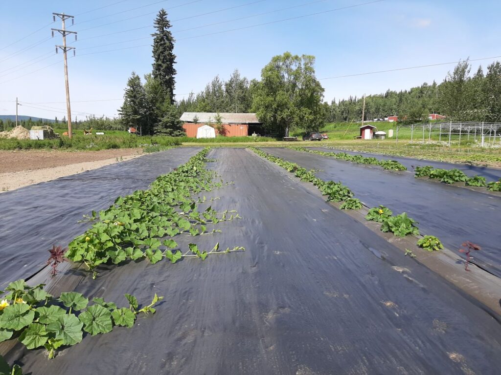 small squash plants with typar in between.