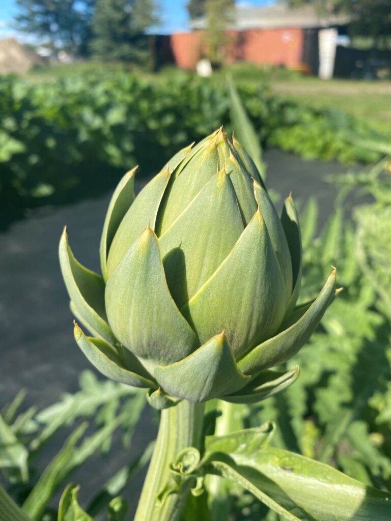 artichoke up close with spikes