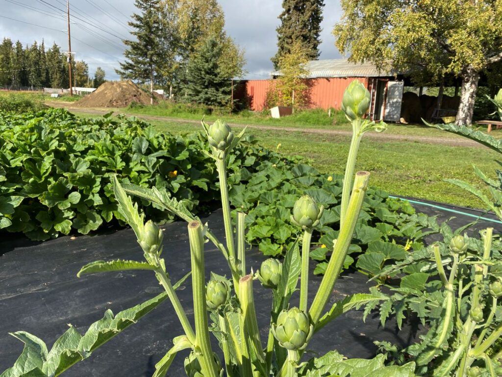 artichokes with several buds, Tavor with squash in background