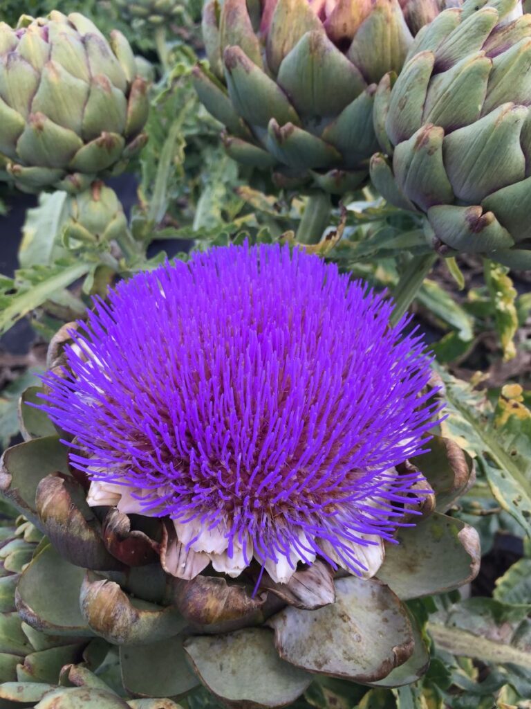 Beautiful artichoke flower