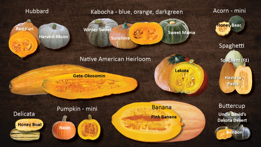 pictures of different varieties of winter squash