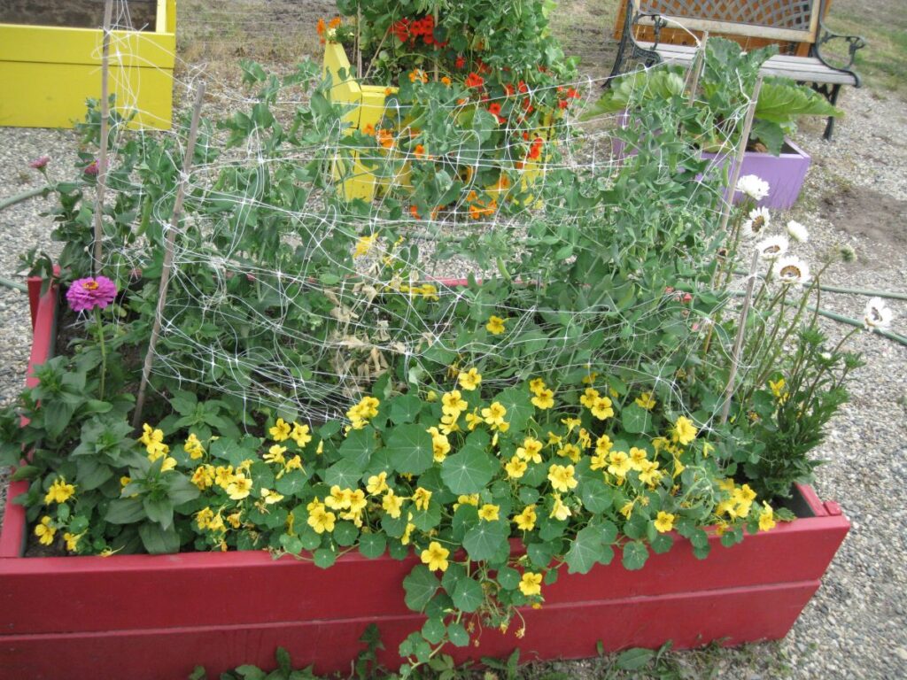 red raised bed garden with nasturtiums and peas trellised