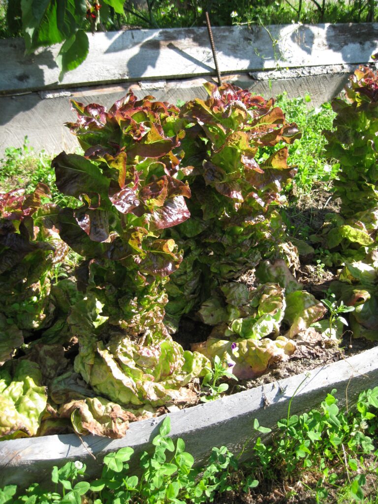 leaf lettuce bolting