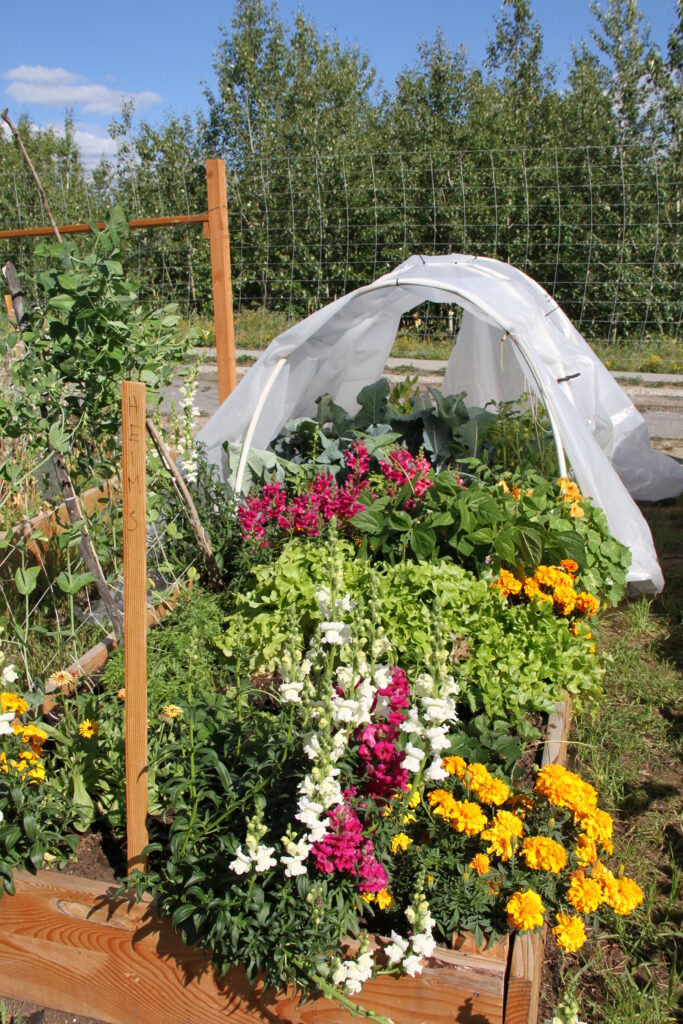 raised bed with hoop house filled with flowers and veggies