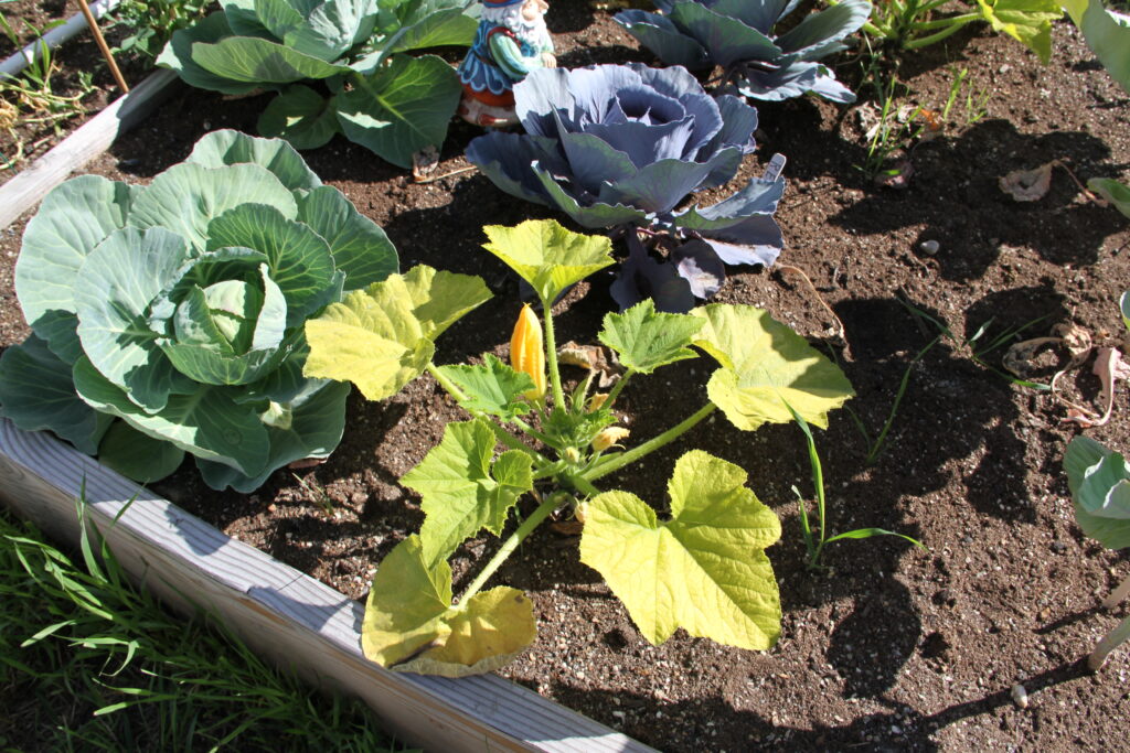 yellowed zucchini with cabbage